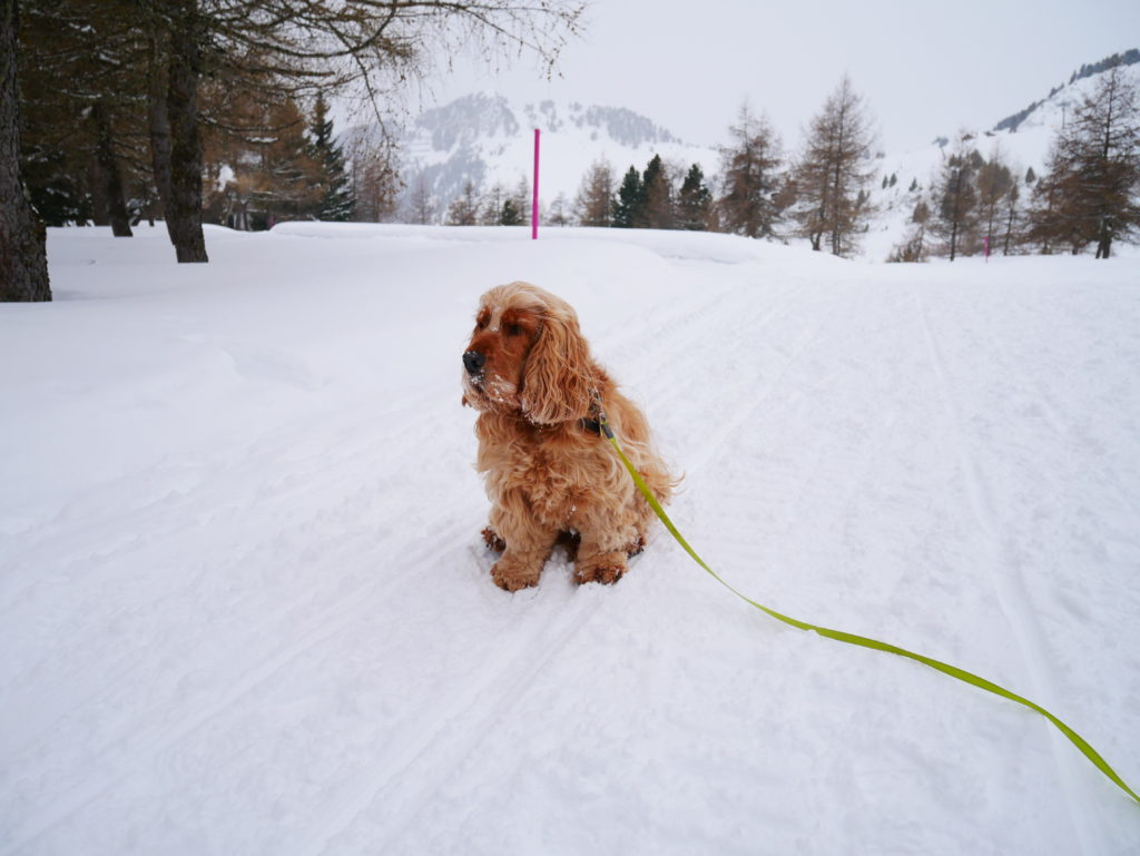 雪の中散歩するFinoの動画