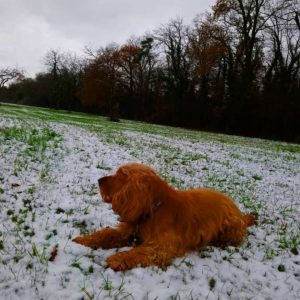 128142153_230737778481691_2478219879281118957_o