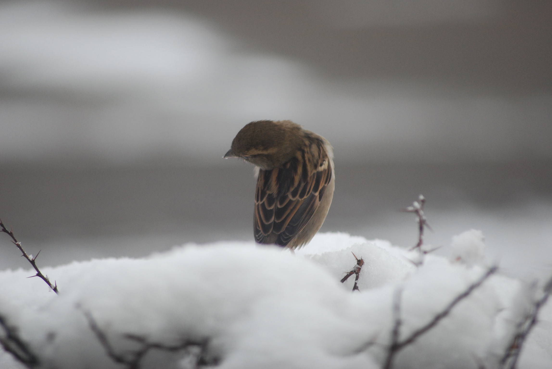 A7BD08A2-39D3-4110-83AB-94CD533457FC