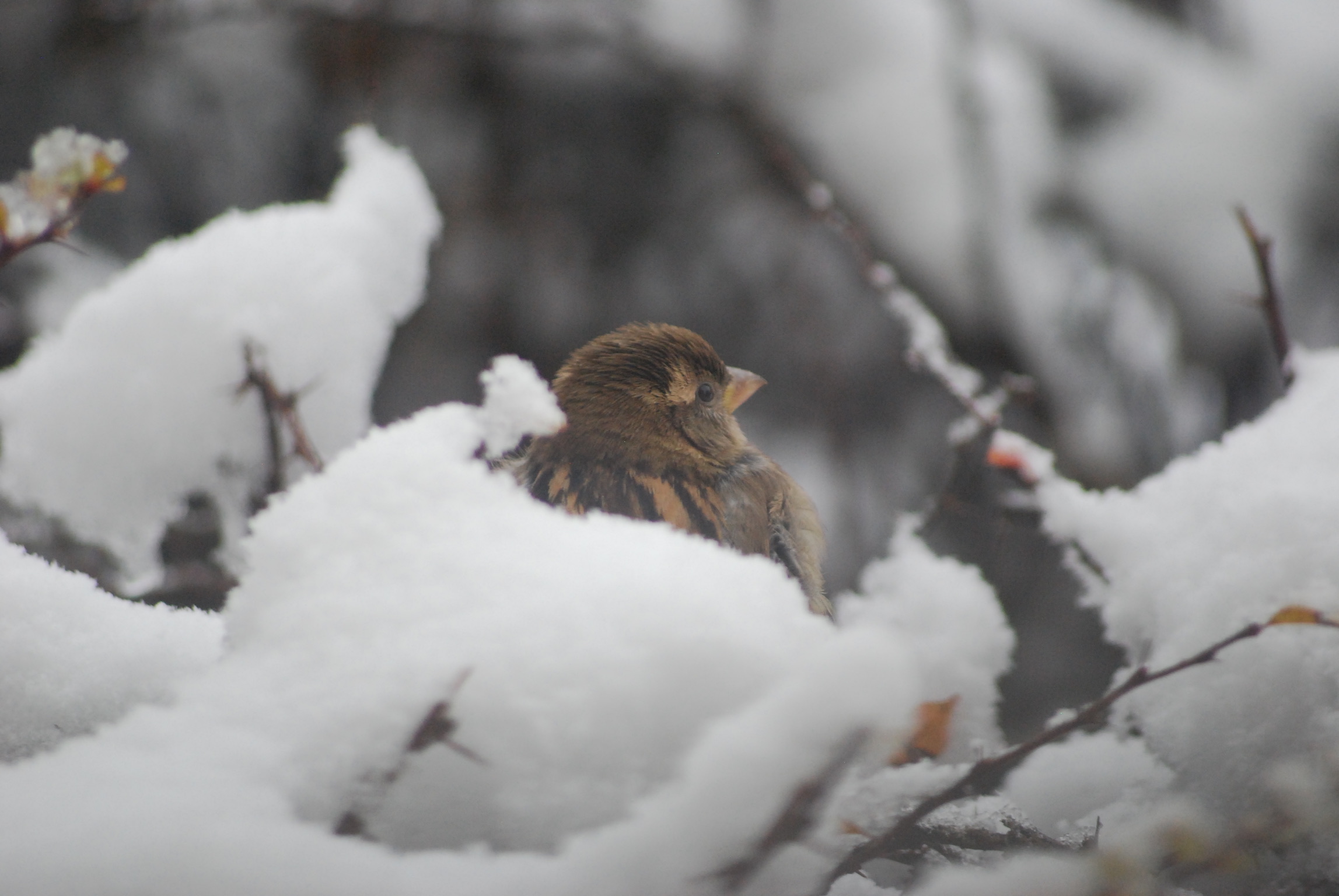 BE4E5540-6E7C-411B-9B75-BAB2A0DF602D